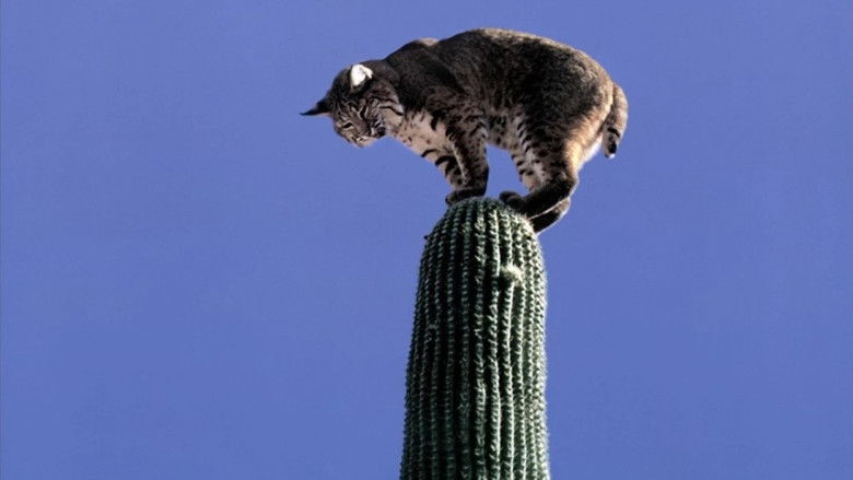 кадр из фильма The Living Desert