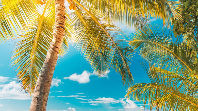 кадр из фильма Abenteuer Karibik