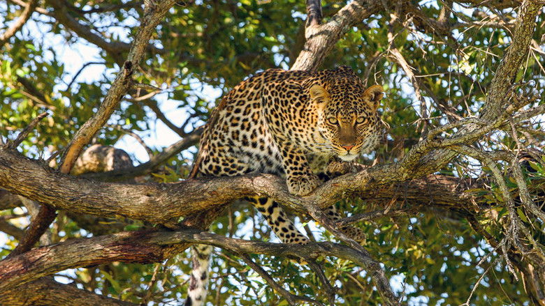 кадр из фильма Die Leopardin