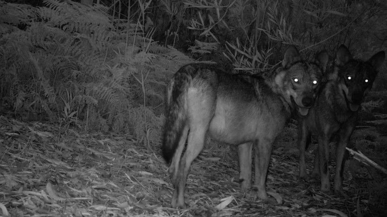 кадр из фильма Salvaxe, salvaxe