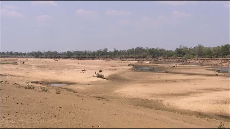 кадр из фильма Lions of Crocodile River