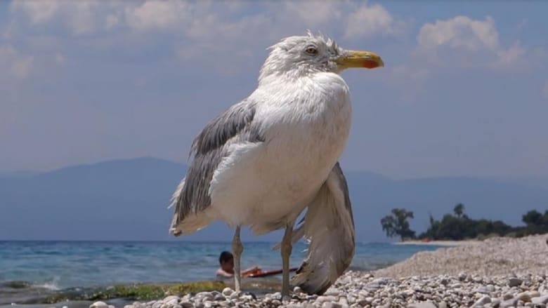 кадр из фильма All Inclusive, или Как осиротело небо