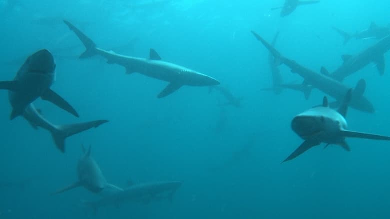 кадр из фильма Great Shark Chow Down