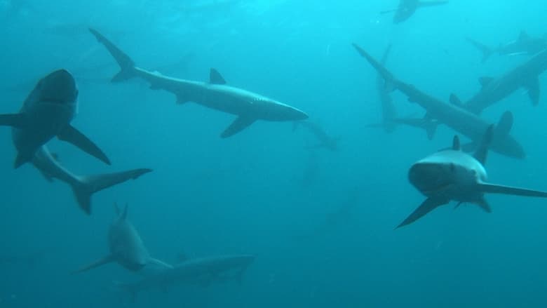 кадр из фильма Great Shark Chow Down