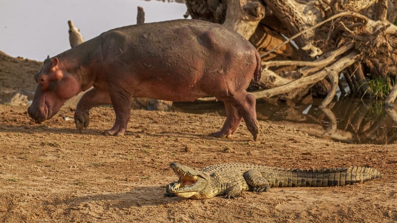 кадр из фильма Hippo vs Croc