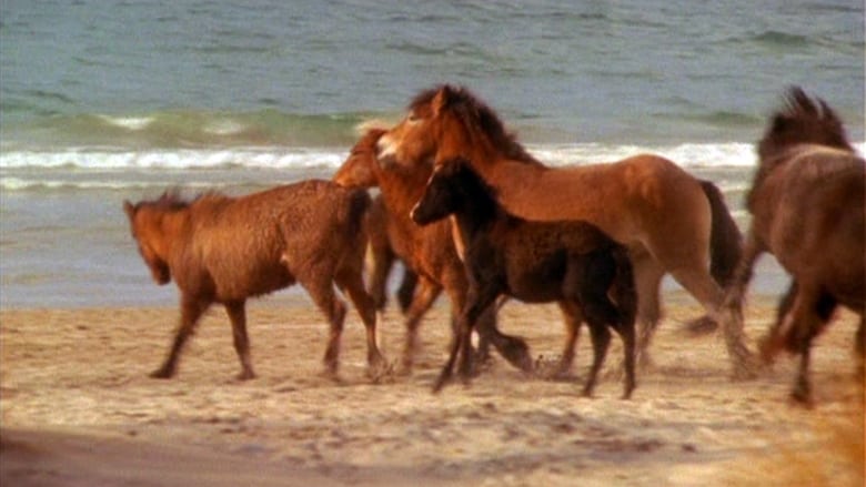кадр из фильма Touching Wild Horses