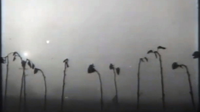 кадр из фильма Тур'я — земля поліська