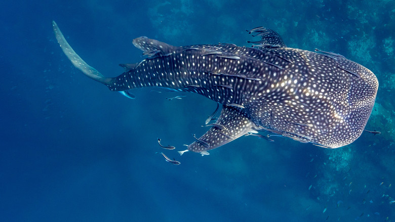 кадр из фильма 50 Shades of Sharks