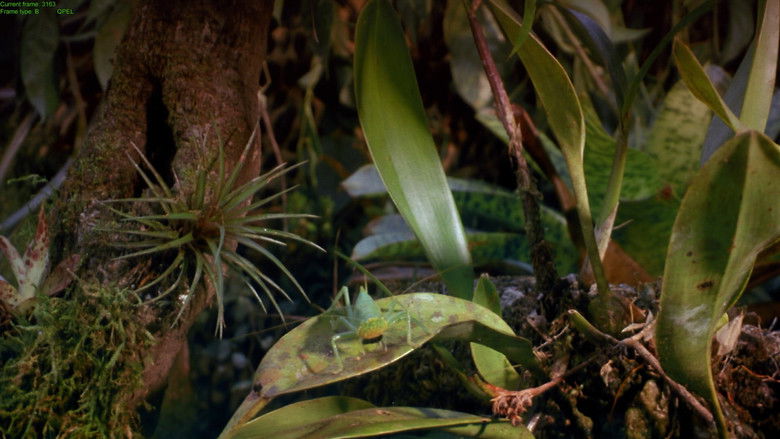 кадр из фильма Tropical Rainforest