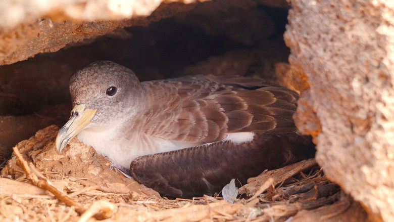 кадр из фильма Die Vogelretter von Linosa