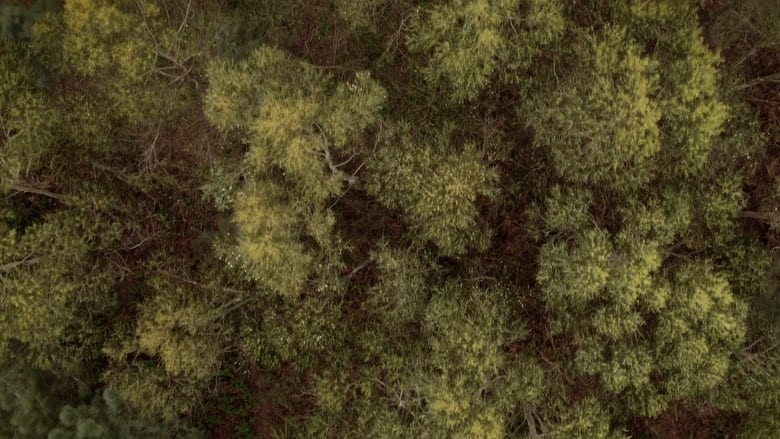 кадр из фильма Unha illa no medio do mar