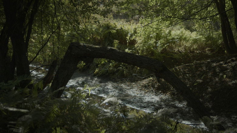 кадр из фильма SILVA NATURA