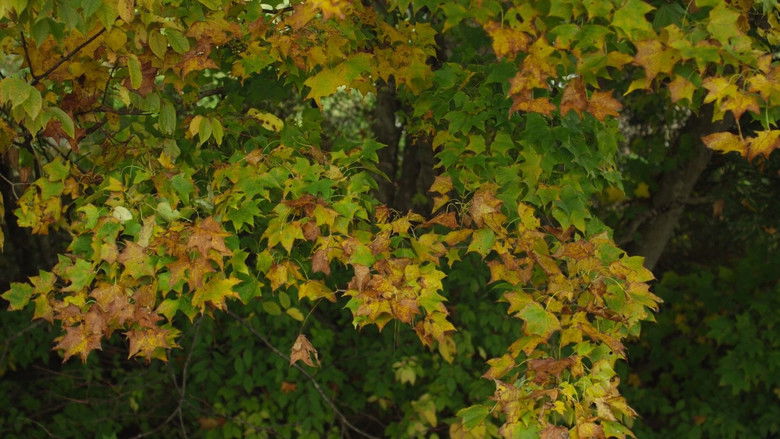 кадр из фильма Маленький лес. Лето, осень