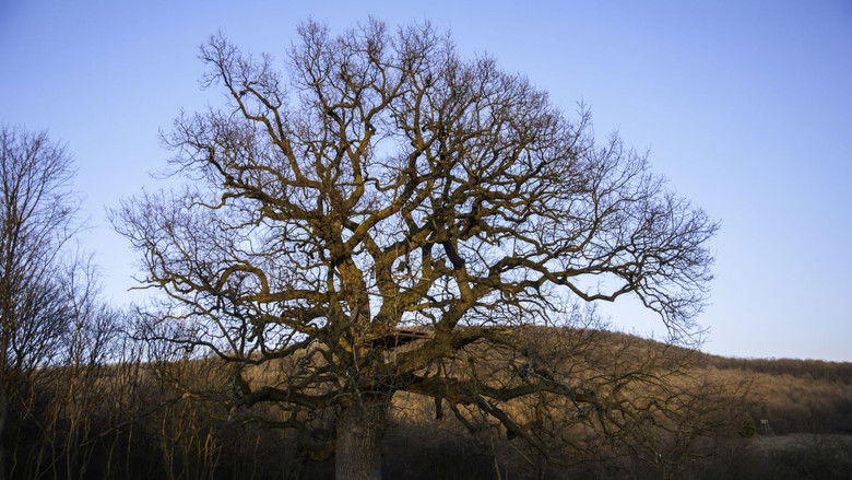 кадр из фильма A Nagy Fafilm