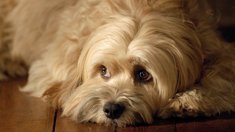 кадр из фильма For the Love of Benji