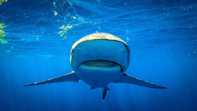 кадр из фильма Суперспособности акул