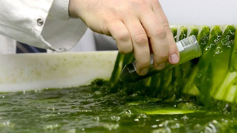 кадр из фильма Algen: Ein unbekannter Rohstoff