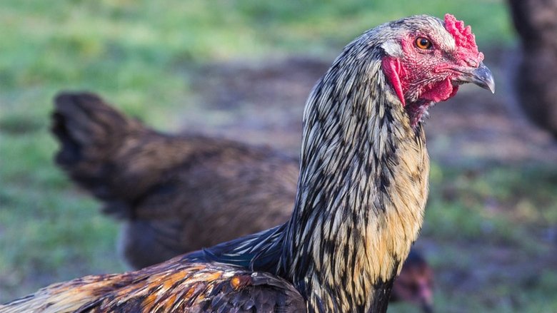 кадр из фильма Chicken Planet