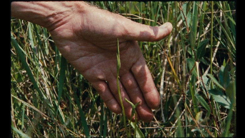 кадр из фильма Sept promenades avec Mark Brown