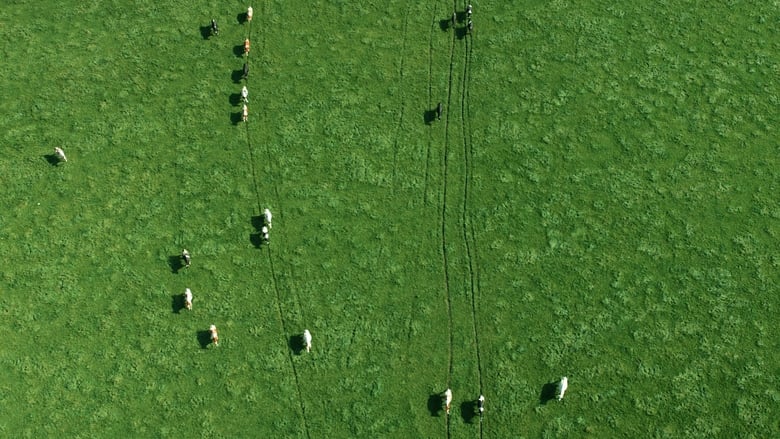 кадр из фильма Молочное скотоводство