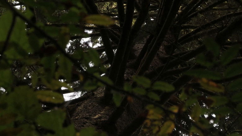 кадр из фильма Большое Дерево Дает Приятную Тень