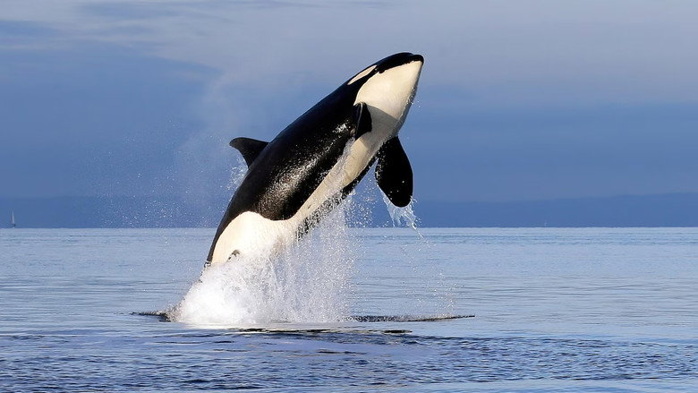 кадр из фильма Orcas - Herrscher der Meere