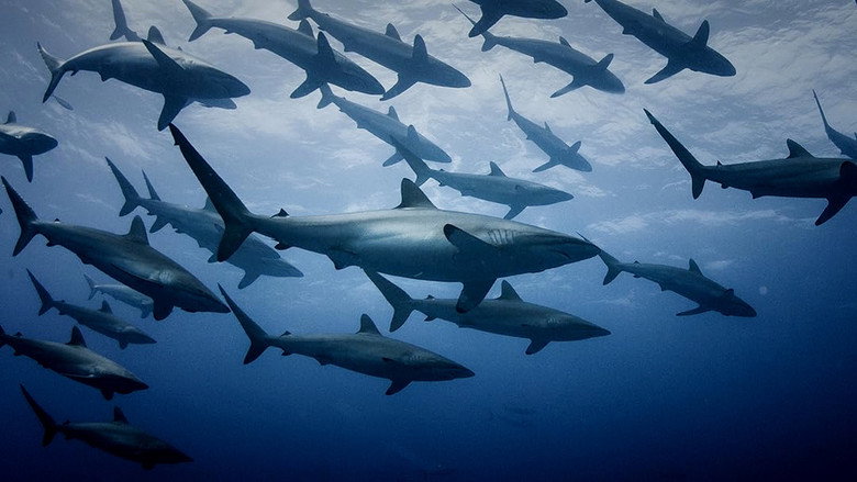 кадр из фильма Extinct or Alive: Land of the Lost Sharks