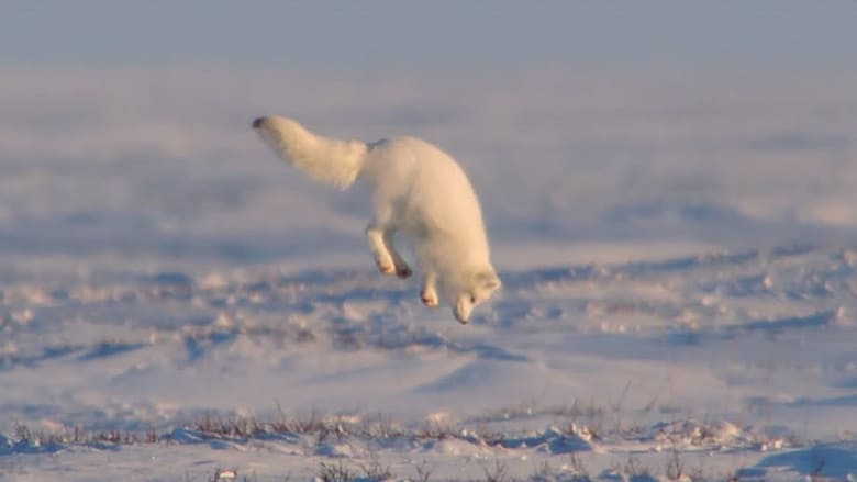 кадр из фильма Life In The Snow