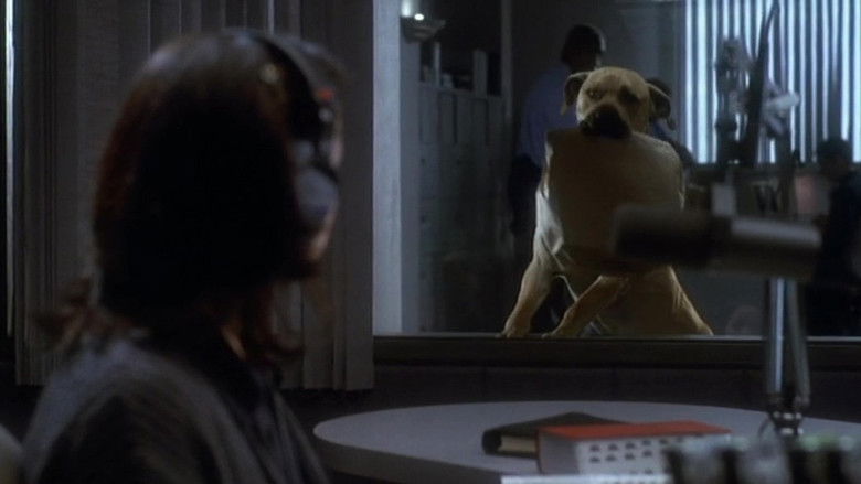 кадр из фильма Правда о кошках и собаках