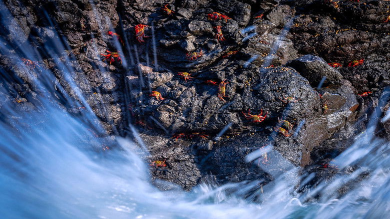 кадр из фильма Brasil Azul