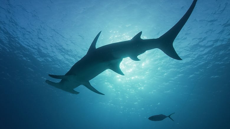 кадр из фильма Sharkcano