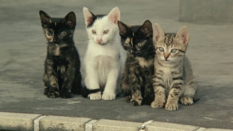 кадр из фильма 公園通りの猫たち