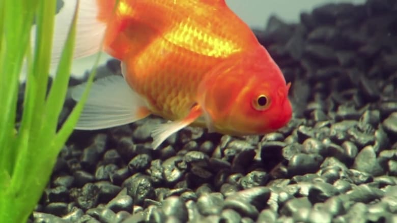 кадр из фильма Goldfish