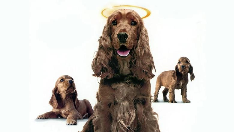 Miracle Dogs Too