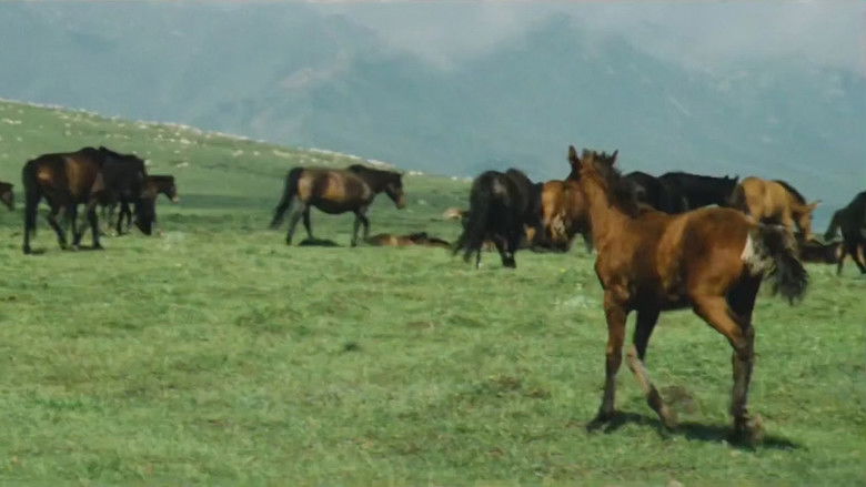 кадр из фильма 牧马人