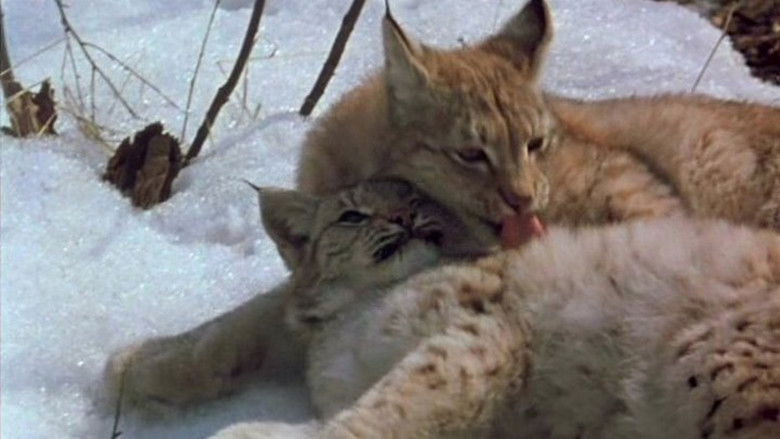 кадр из фильма Рысь возвращается