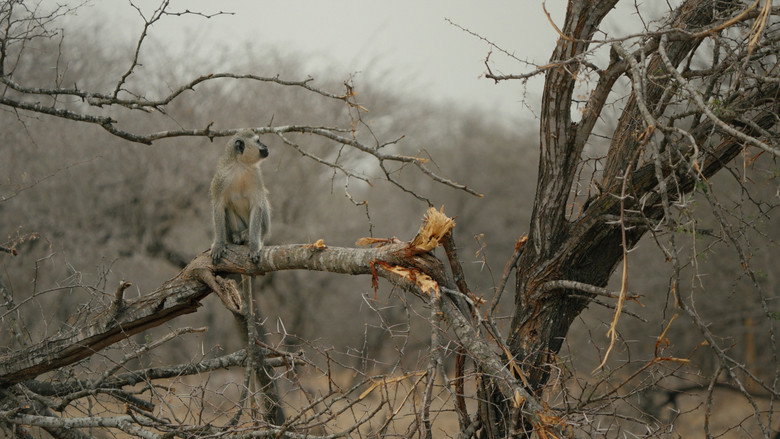 кадр из фильма Elephant in the Room