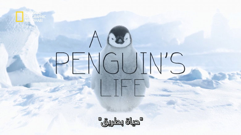 A Penguin's Life
