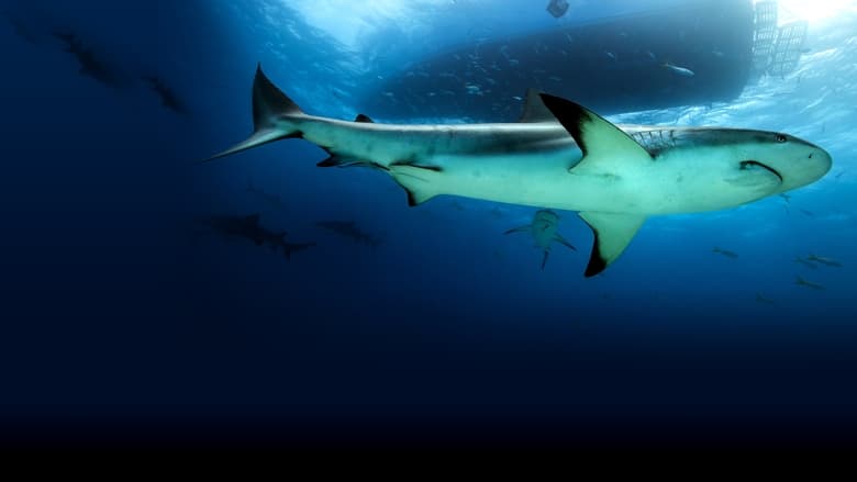 кадр из фильма Спасённые от акул