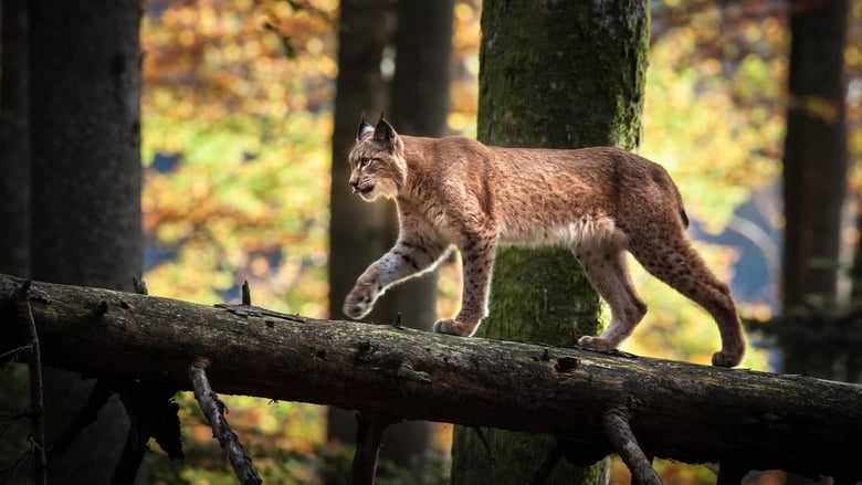 кадр из фильма Zurück zum Urwald - Nationalpark Kalkalpen