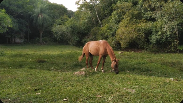 кадр из фильма Um cavalo olhou pro céu com esperanças de fuga