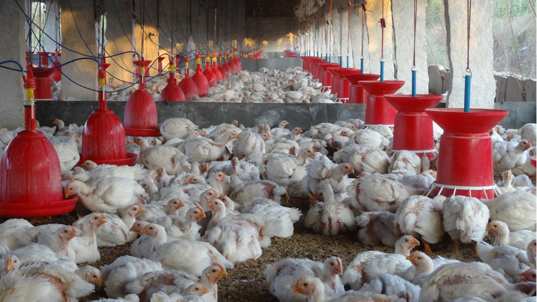 кадр из фильма Under Contract: Farmers and the Fine Print