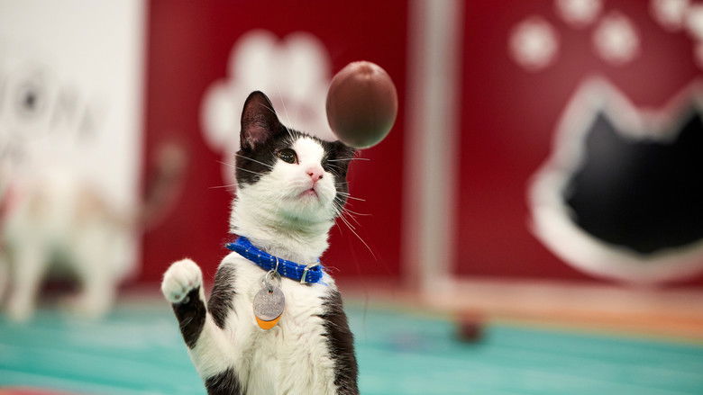 кадр из фильма Hallmark Channel's 1st Annual Cat Bowl