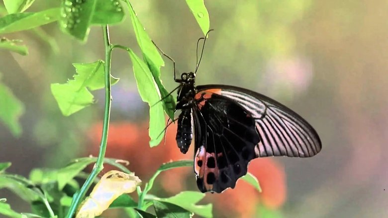 кадр из фильма Букашки! 3D