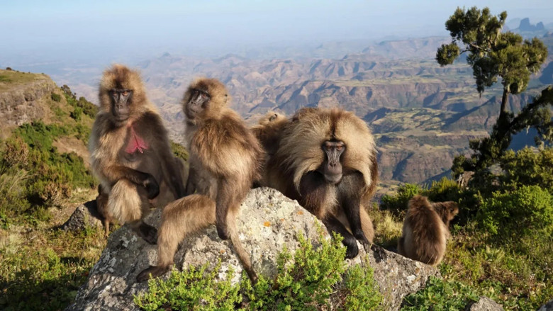 кадр из фильма Le royaume des nuages