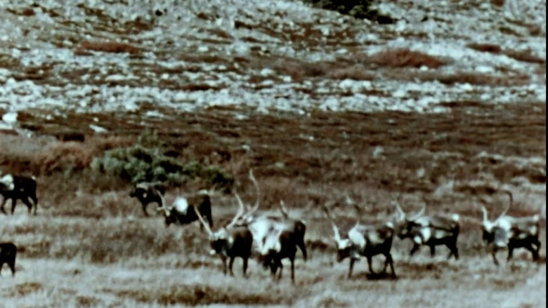 кадр из фильма Netsilik Eskimo, II: At the Caribou Crossing Place