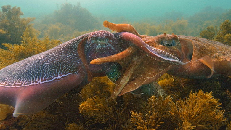 кадр из фильма Céphalopodes : le règne des ventouses