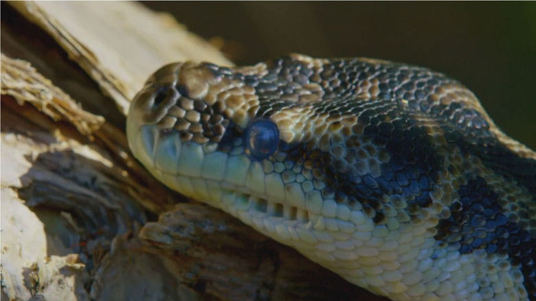 кадр из фильма Snake Island: Wild & Deadly