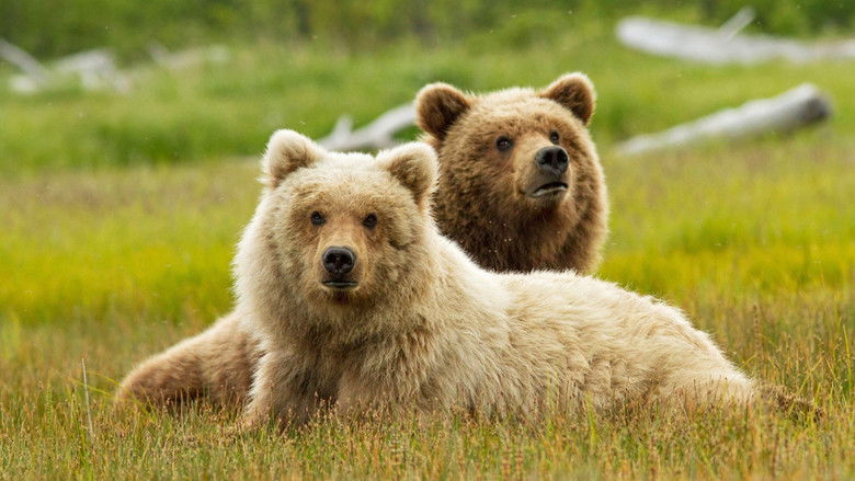 кадр из фильма Медведи