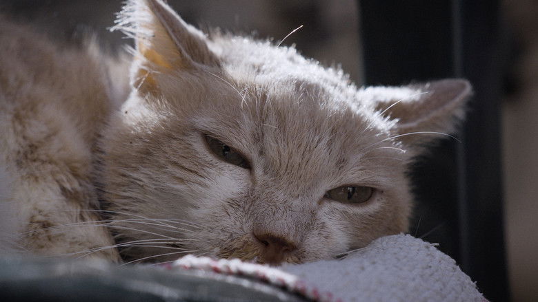 кадр из фильма Per Amore Dei Gatti